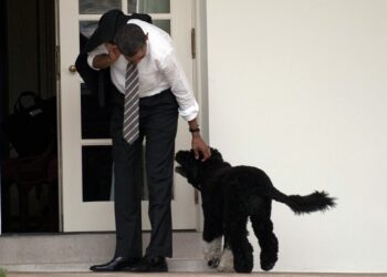 (FILES) In this file photo taken on March 15, 2012, US President Barack Obama pets the family dog, Bo, upon his return to the White House in Washington, DC. - Barack Obama's family dog Bo, who became a well-known resident of the White House, died on May 8, 2021 from cancer, the former president said, remembering him as "a constant, gentle presence in our lives."
Obama had promised his young daughters that they could get a dog after the 2008 election, and Bo joined the family soon after they moved into the president's official residence. (Photo by Jim WATSON / AFP)